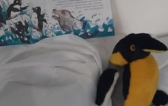 Więcej o: Dzień Pingwina w bibliotece w Krzyworzece